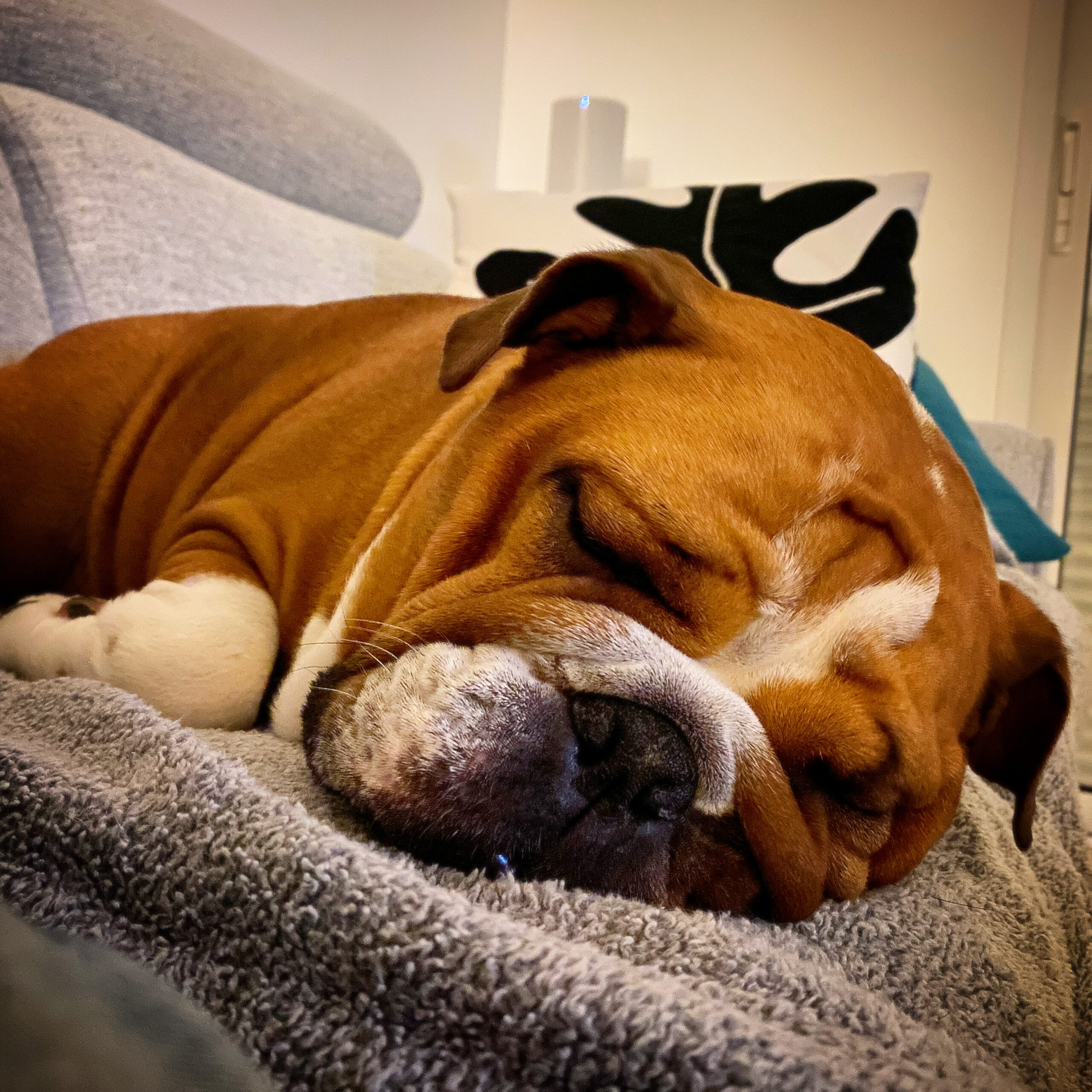 Nouba, bouledogue anglais, endormie sur un plaid
